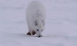 旅鼠在线观看,在线探索神秘动物世界的奇幻之旅
