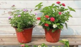 纳威莱特最新爆料新闻视频,揭秘事件背后惊人真相