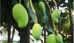 南宁芒果树爆料视频,揭秘当地特色果树种植与丰收盛况