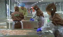 圣农工厂工人爆料视频,真实工作环境与劳动状况曝光