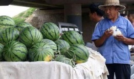 康县网红 吃瓜事件,网络舆论的风暴与反思