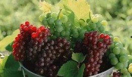 玫瑰葡萄爆料怎么做视频,揭秘视频制作全攻略