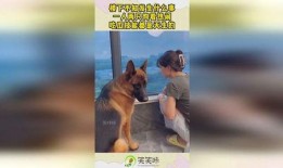 娱乐吃瓜酱送小狗视频在线观看,萌宠来袭，温馨瞬间引网友热议