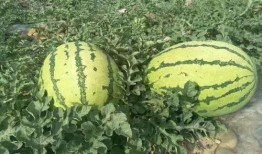 康县网红 吃瓜事件,网络舆论的风暴与反思