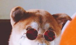 狗哥吃瓜视频免费观看大全,一网打尽热门瓜料，畅享娱乐盛宴