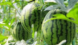 251免费吃瓜,揭秘娱乐圈幕后真相