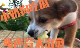 娱乐吃瓜酱送小狗视频在线观看,萌宠来袭，温馨瞬间引网友热议