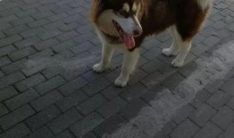 狗卷最新爆料,娱乐圈幕后真相大曝光！