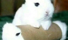 娱乐圈吃瓜第一线十尾兔