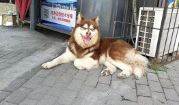 狗卷最新爆料,娱乐圈幕后真相大曝光！