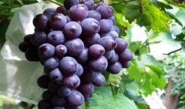 玫瑰葡萄爆料怎么做视频,揭秘视频制作全攻略