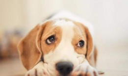 娱乐吃瓜酱送小狗视频在线观看,萌宠来袭，温馨瞬间引网友热议