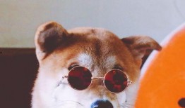 狗哥吃瓜视频免费观看大全,一网打尽热门瓜料，畅享娱乐盛宴