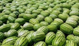 网红吃瓜打包图片高清大图,高清大图揭秘瓜界风云