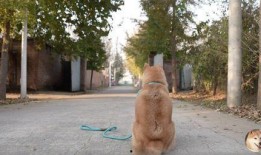 老狗爆料女网红视频大全,揭秘女网红私密视频全集