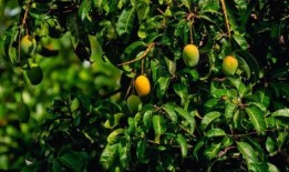 南宁芒果树爆料视频,揭秘当地特色果树种植与丰收盛况